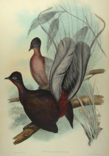 John Gould's Birds of Australia